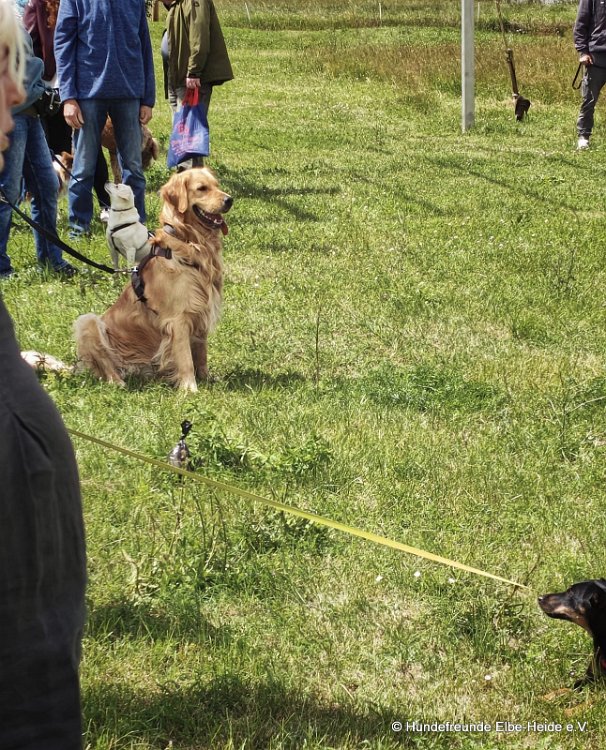 2026-06-13 Hunderennen 06