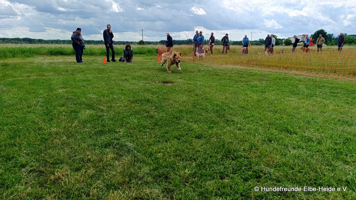 2026-06-13 Hunderennen 09