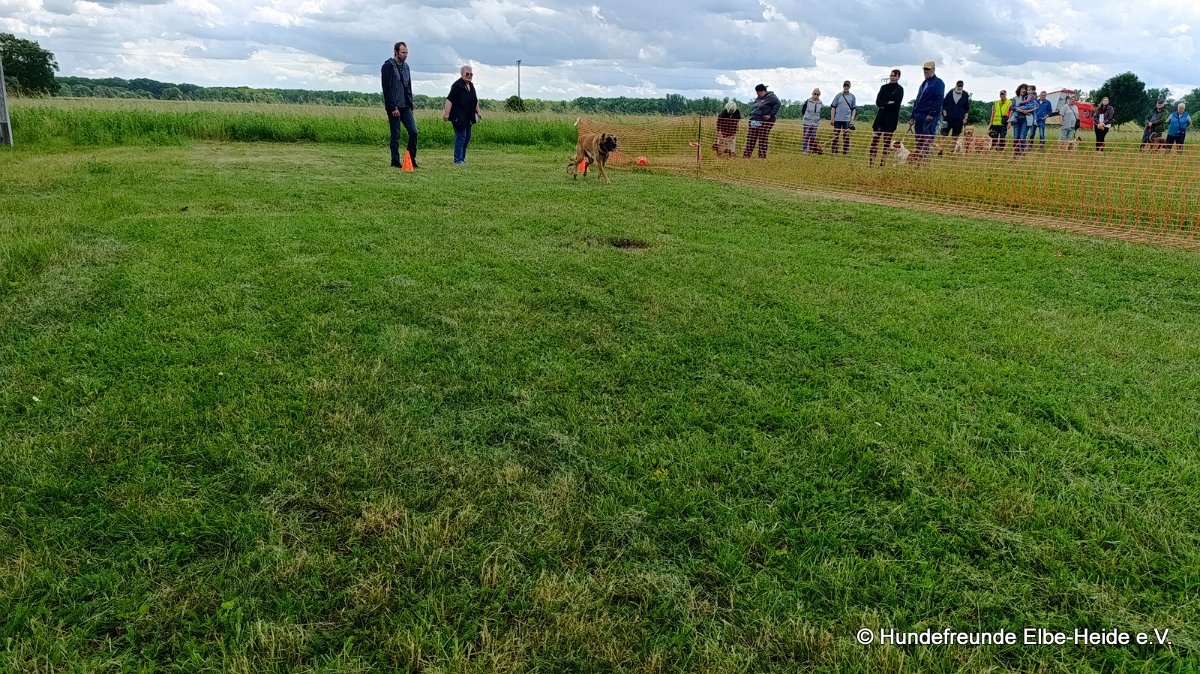 2026-06-13 Hunderennen 11
