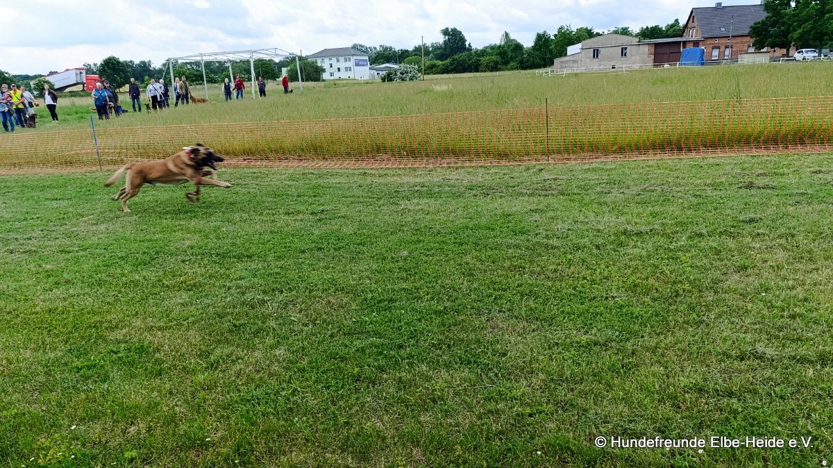 2026-06-13 Hunderennen 12