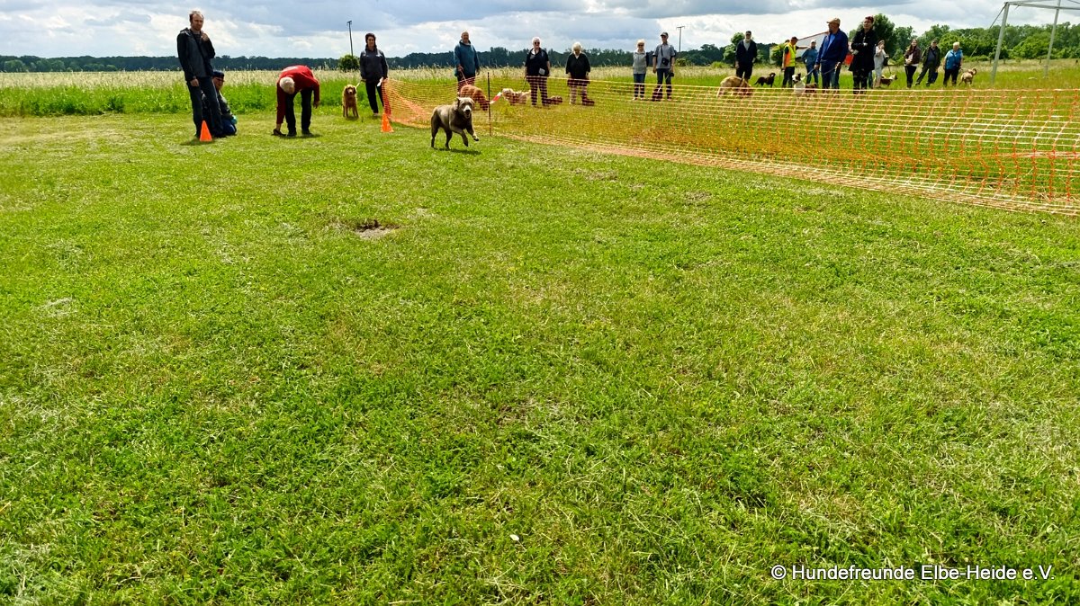 2026-06-13 Hunderennen 13