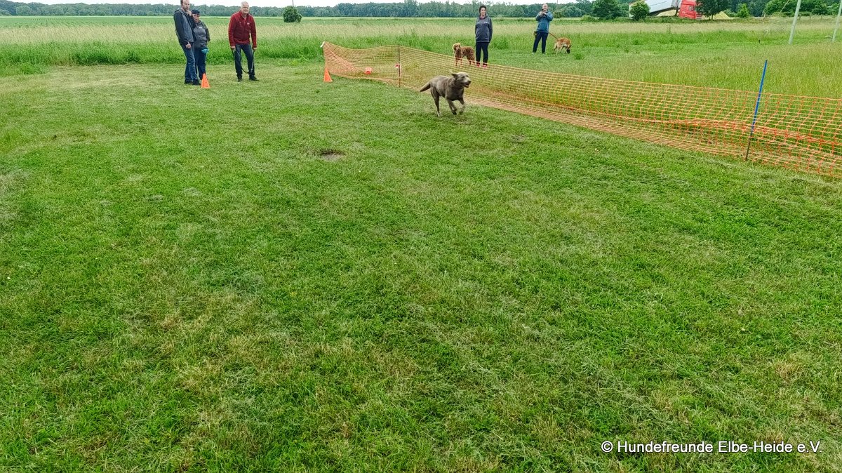 2026-06-13 Hunderennen 14