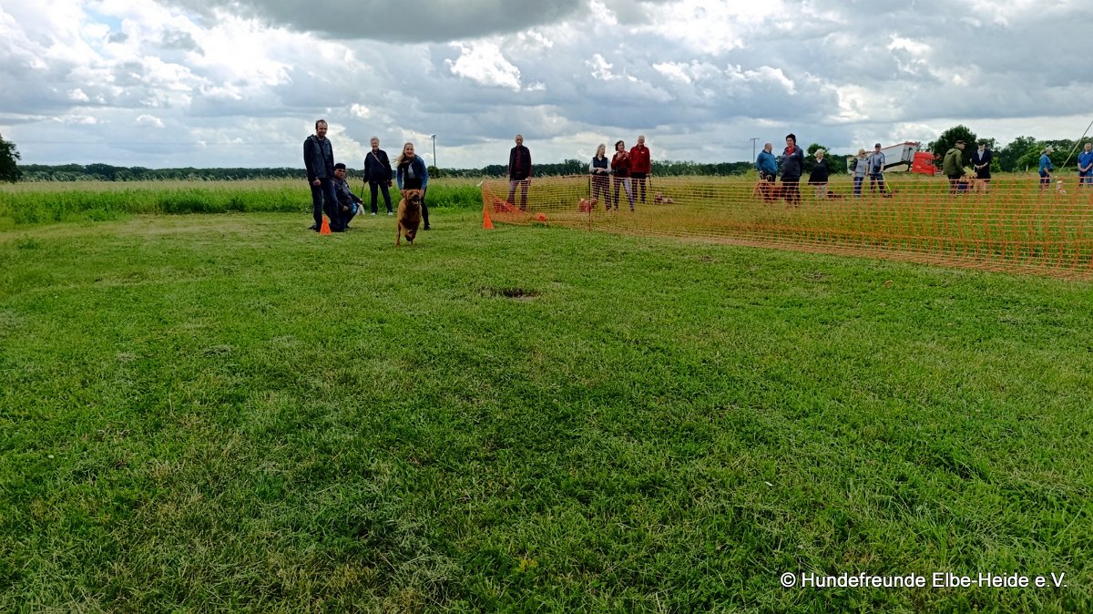 2026-06-13 Hunderennen 15