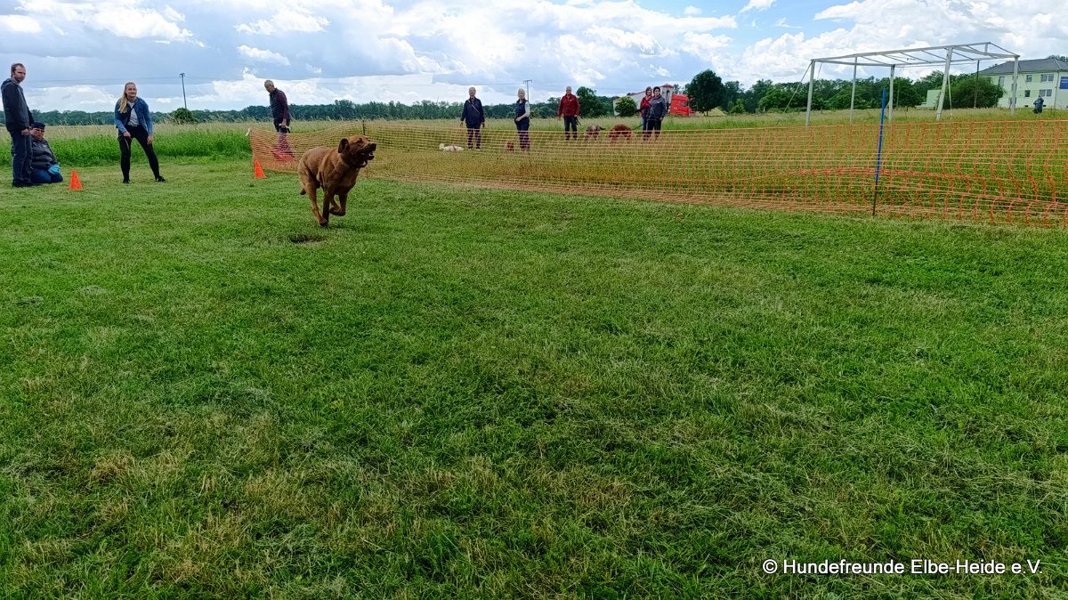2026-06-13 Hunderennen 16