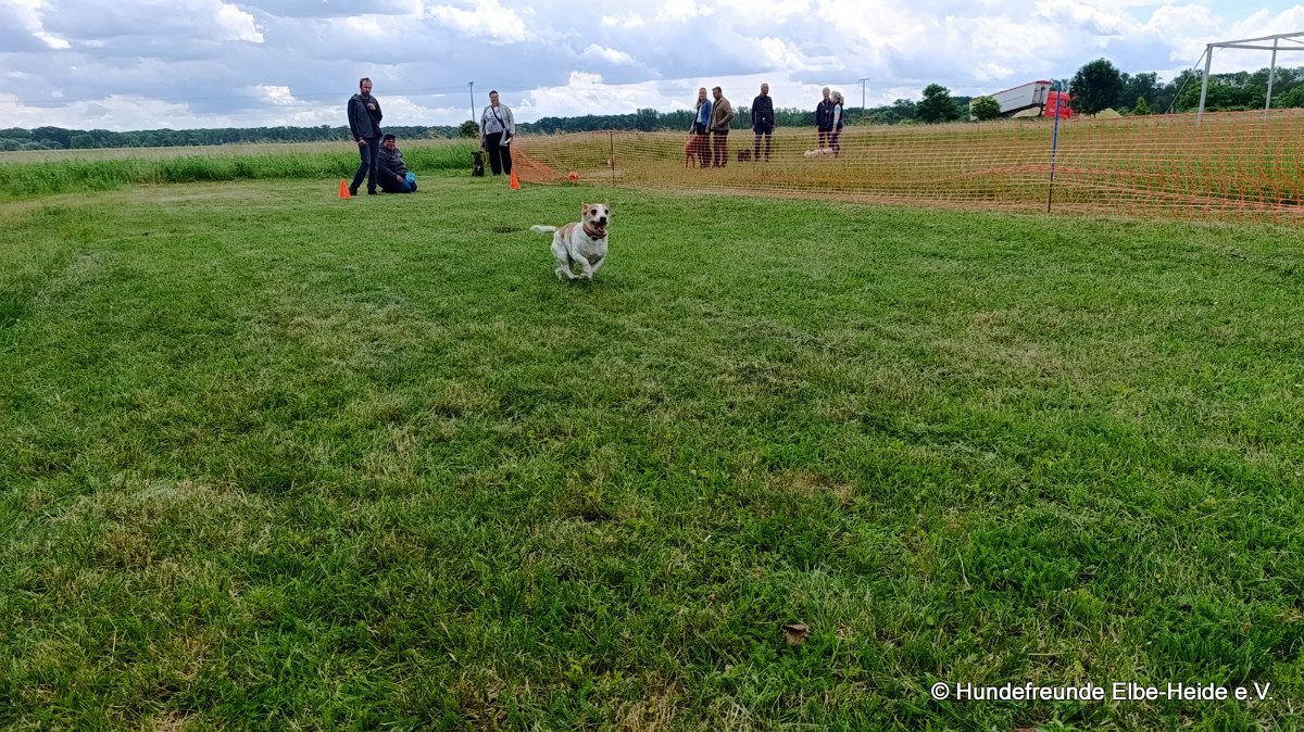2026-06-13 Hunderennen 18