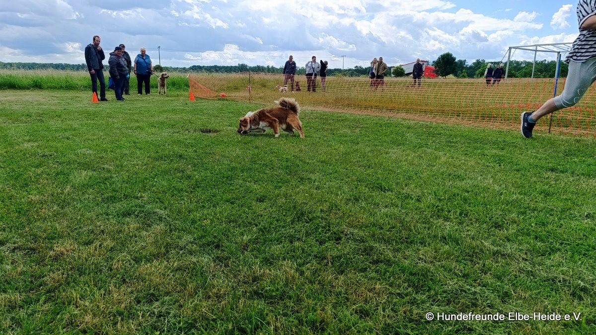 2026-06-13 Hunderennen 19
