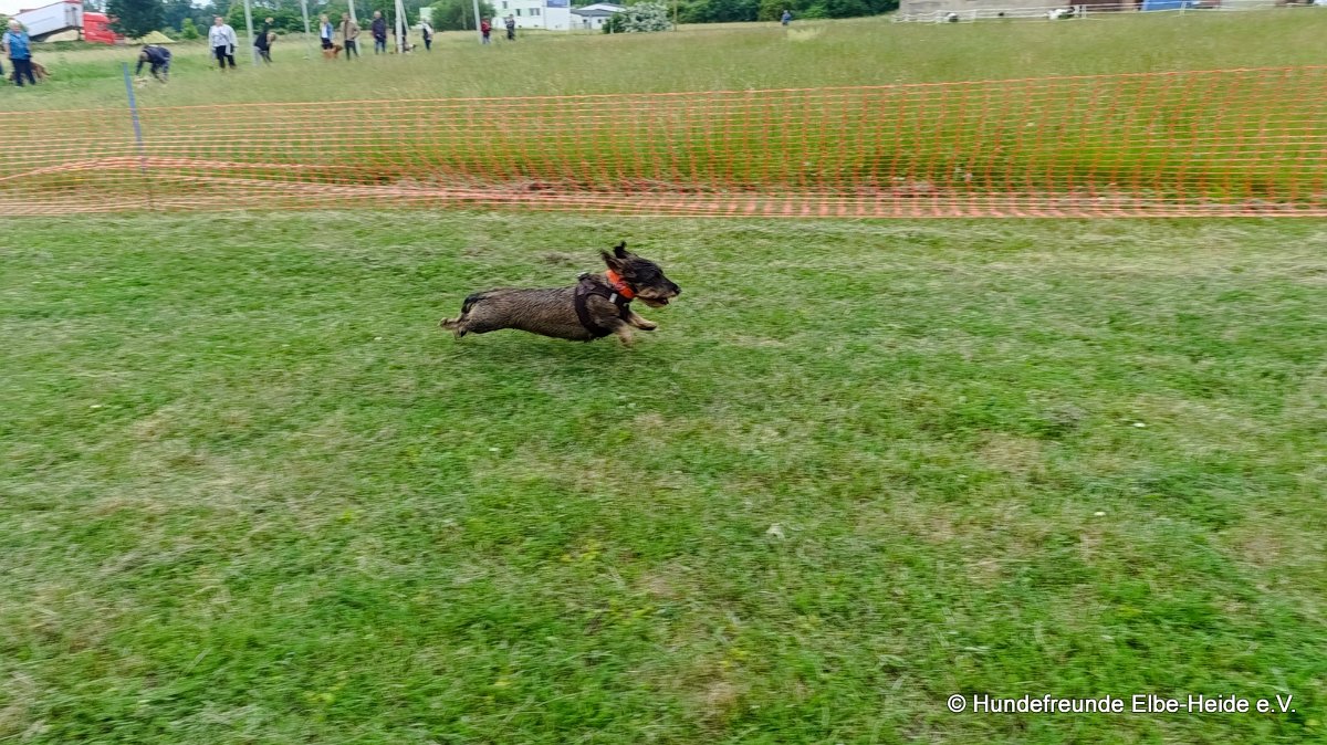 2026-06-13 Hunderennen 21