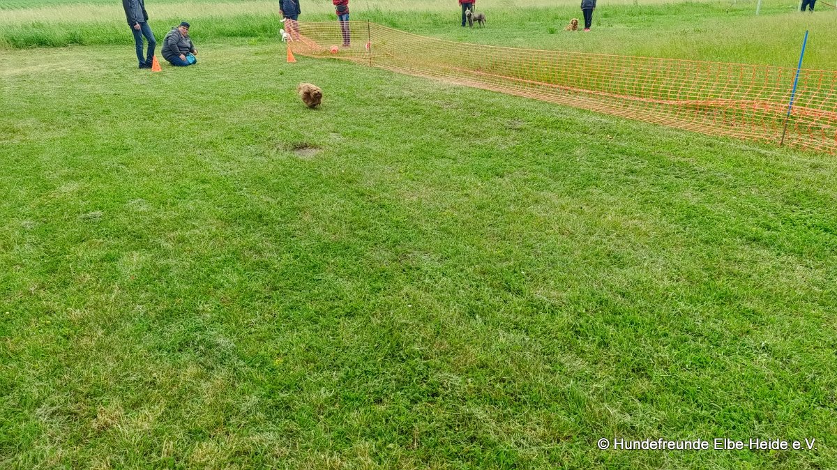 2026-06-13 Hunderennen 23