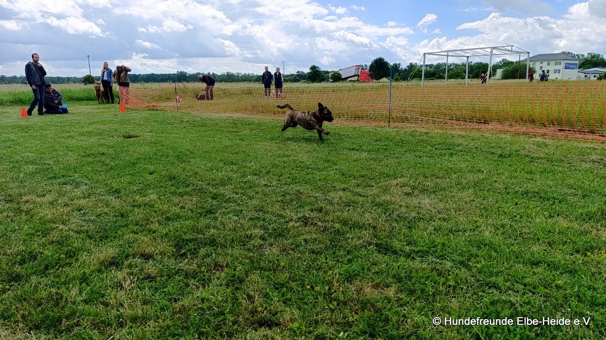 2026-06-13 Hunderennen 27