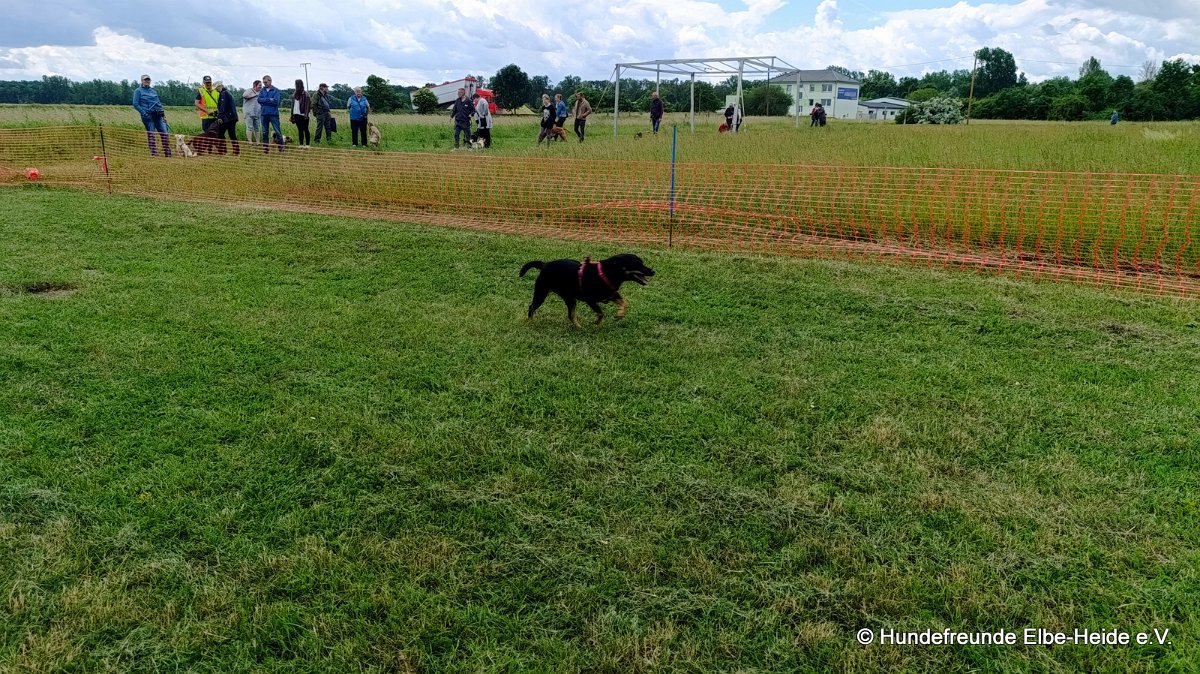 2026-06-13 Hunderennen 30
