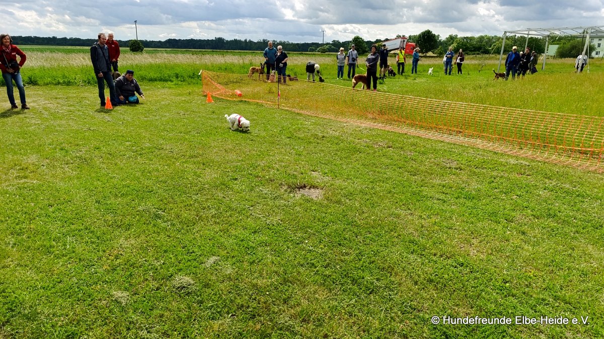 2026-06-13 Hunderennen 33