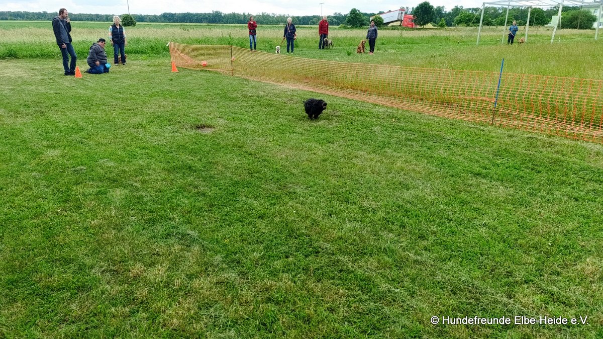 2026-06-13 Hunderennen 35