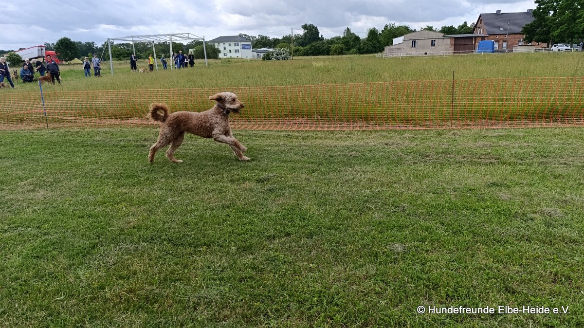 2026-06-13 Hunderennen 37