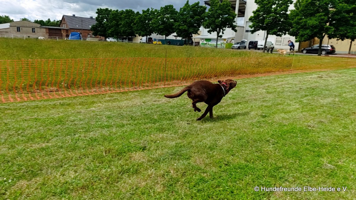 2026-06-13 Hunderennen 38
