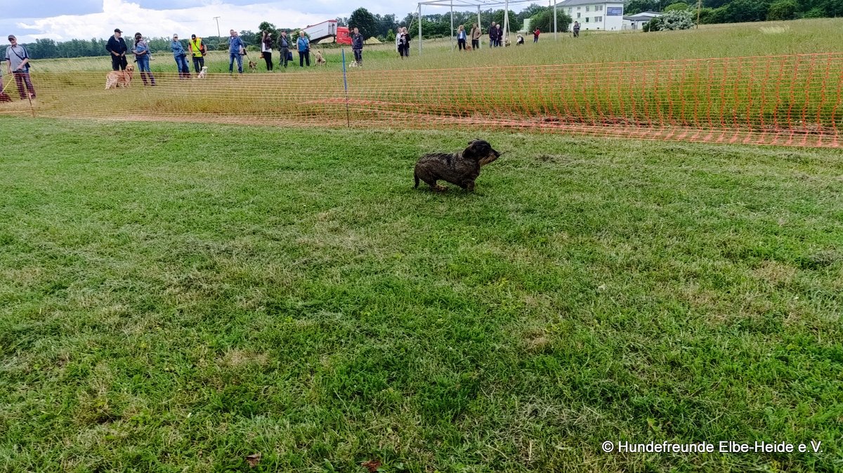2026-06-13 Hunderennen 39