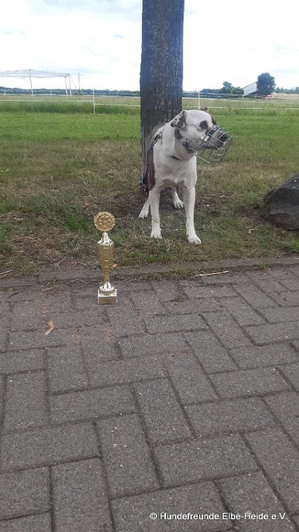 2026-06-13 Hunderennen 51
