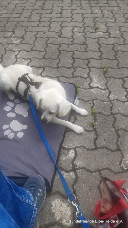 2026-06-13 Hunderennen 63