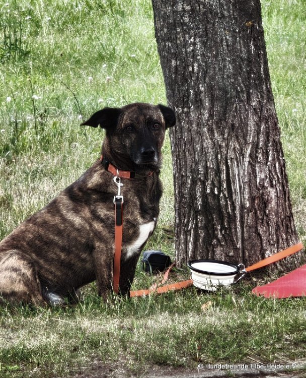 2026-06-13 Hunderennen 64