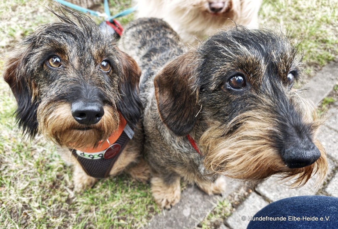 2026-06-13 Hunderennen 65