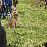2026-06-13 Hunderennen 06