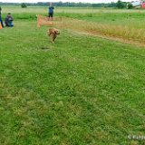 2026-06-13 Hunderennen 32