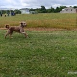 2026-06-13 Hunderennen 37