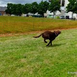 2026-06-13 Hunderennen 38