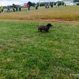 2026-06-13 Hunderennen 39