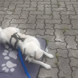 2026-06-13 Hunderennen 63