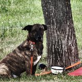 2026-06-13 Hunderennen 64