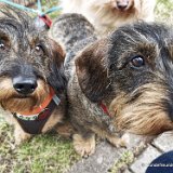 2026-06-13 Hunderennen 65