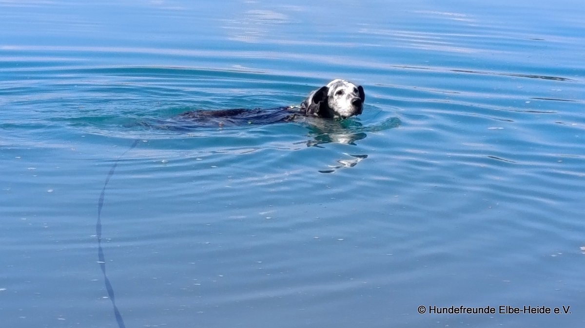Hunde 01