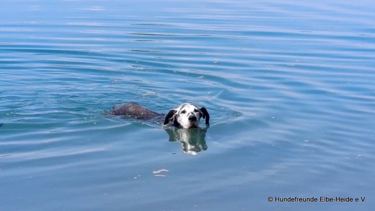 Hunde 02