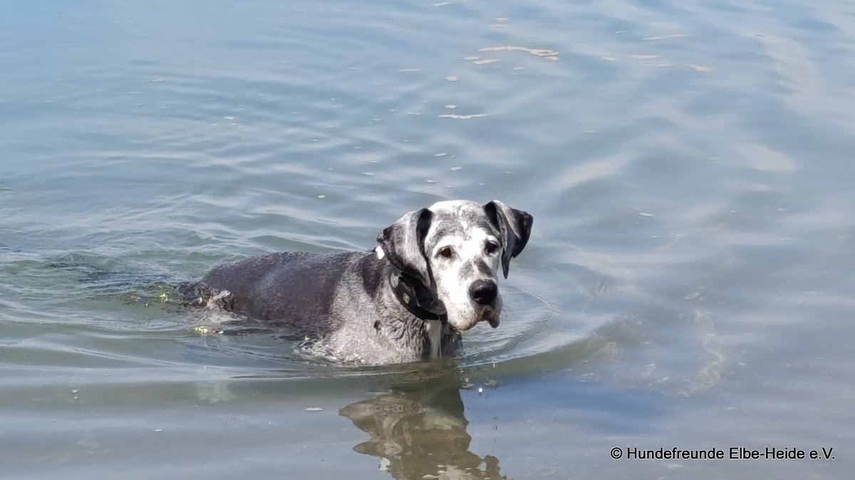 Hunde 03