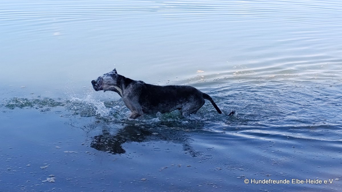 Hunde 04