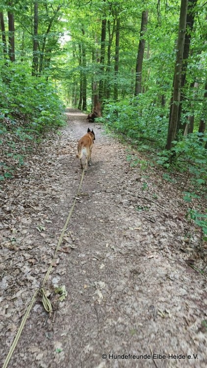 Hunde 05