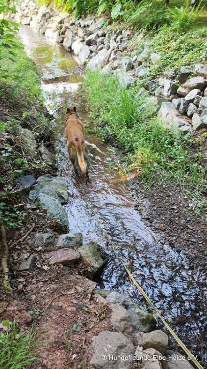 Hunde 06