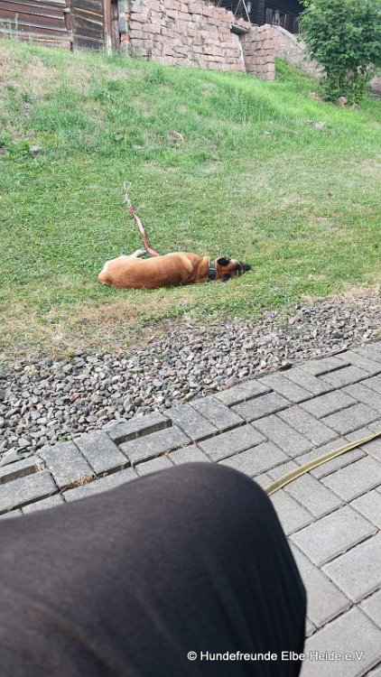 Hunde 08