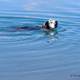 Hunde 01