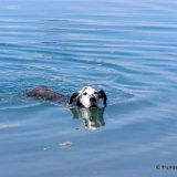 Hunde 02