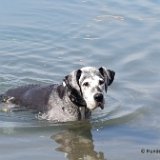 Hunde 03