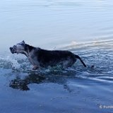 Hunde 04