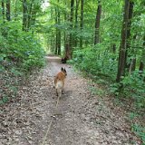 Hunde 05