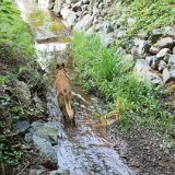 Hunde 06