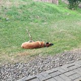 Hunde 08