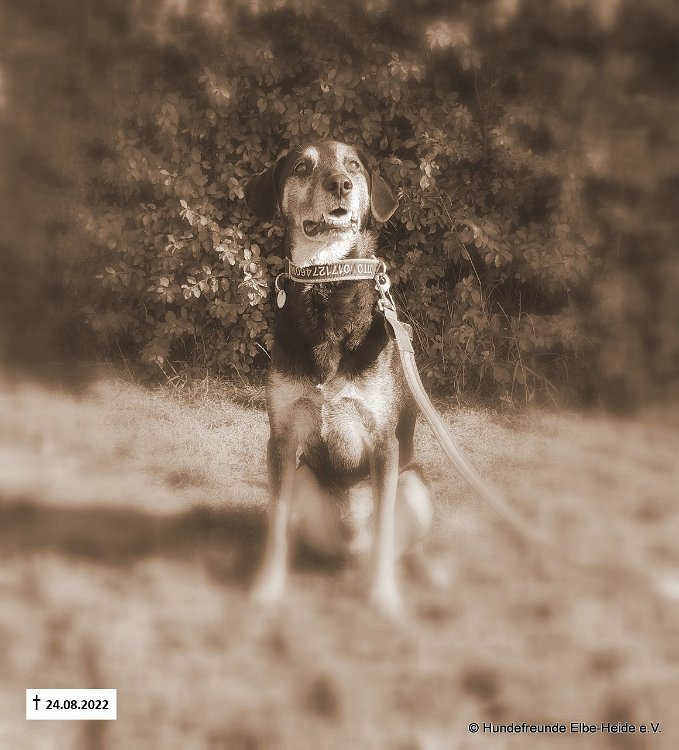 Otto