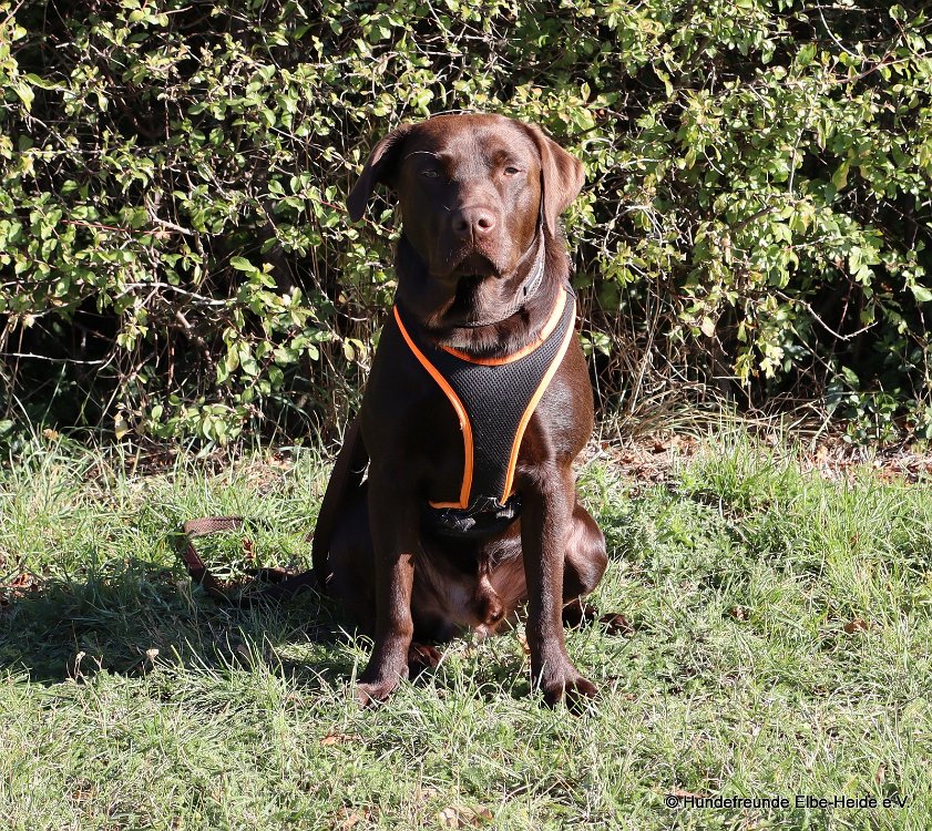 Ares, Labrador