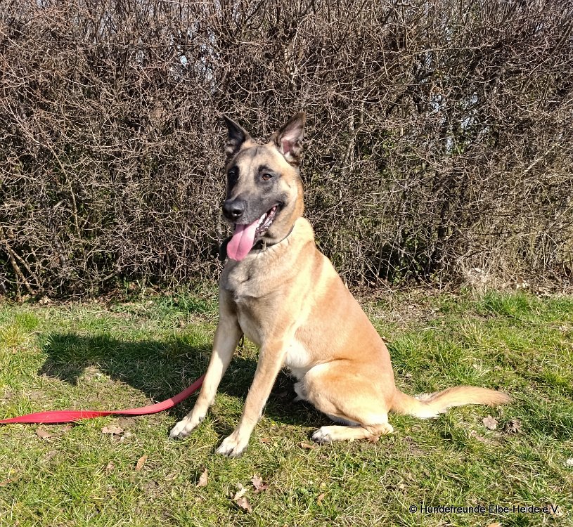 Balu, Malinois