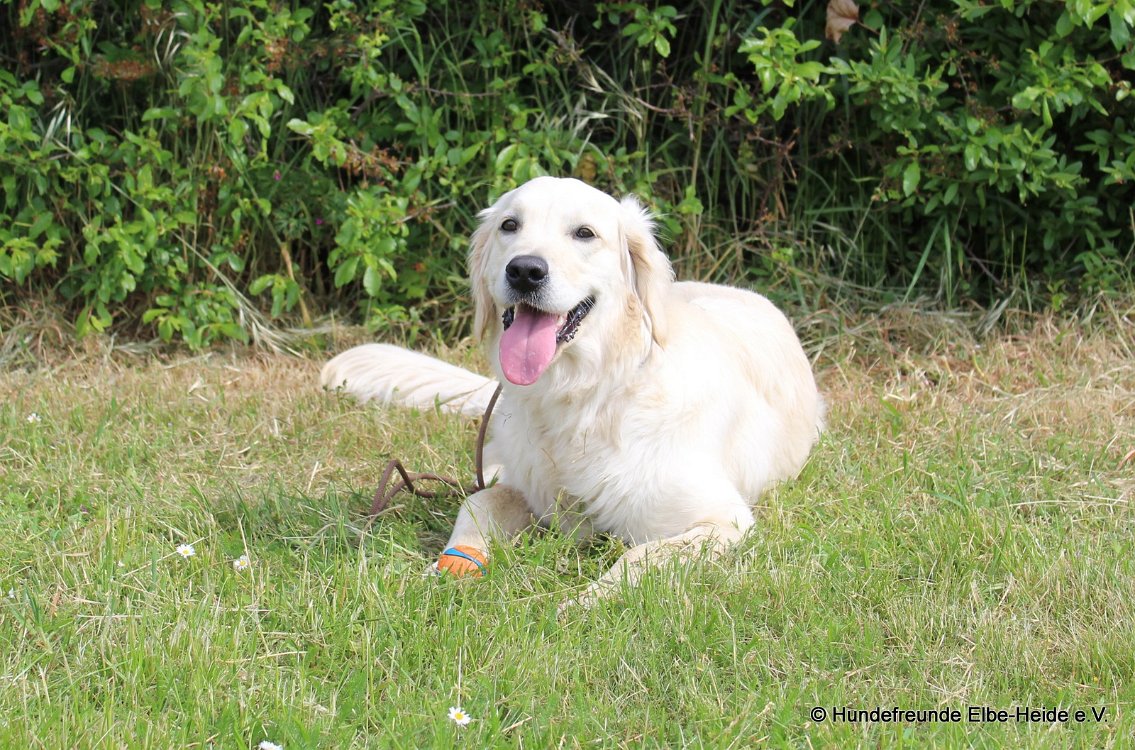 Bella, Golden Retriever