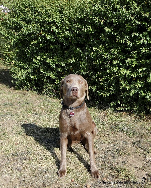 Betty, Labrador